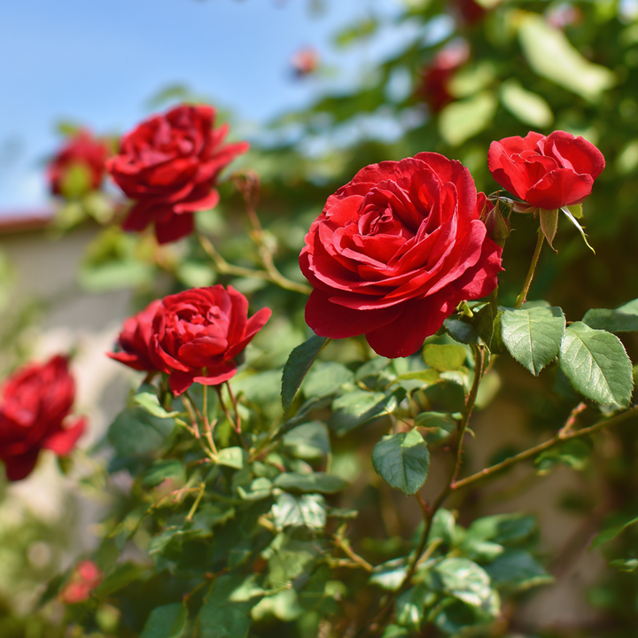 Nová záhrada - ruže